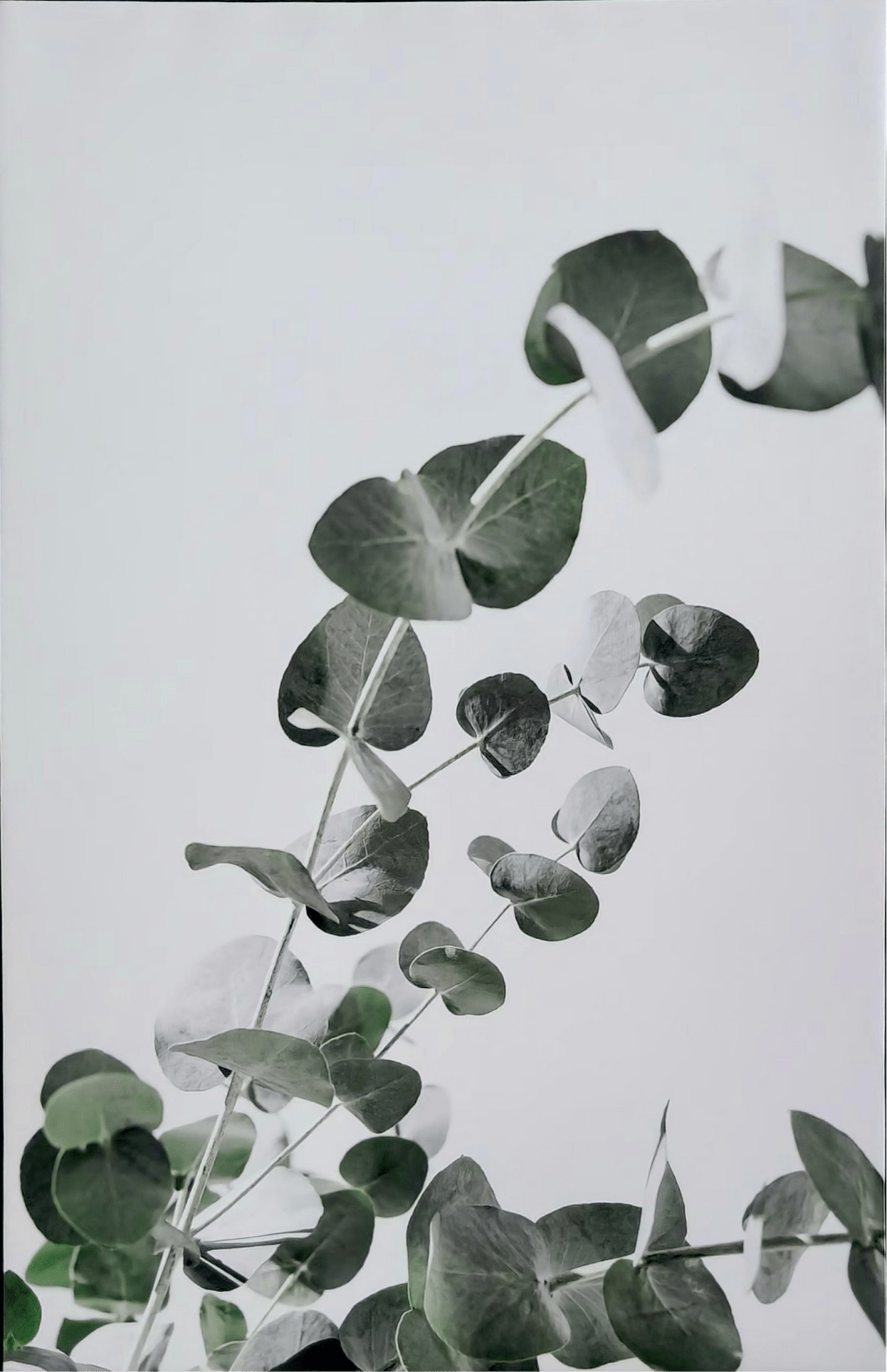 A framed print of eucalyptus leaves  - MJ